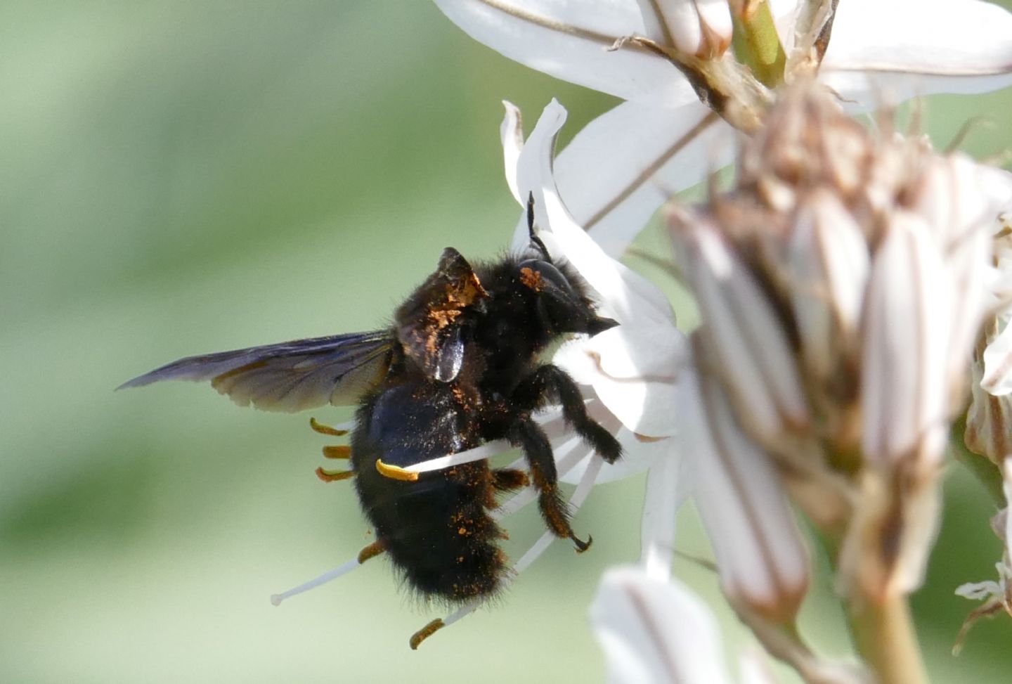 Apidae: maschio di Xilocopa violacea